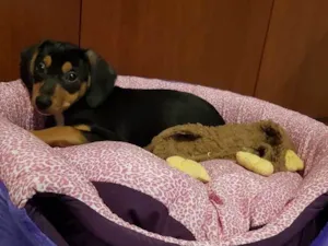 Cachorro raça Srd idade 2 a 6 meses nome Pitaya