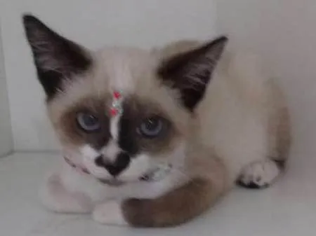 Gato ra a srd idade 2 a 6 meses nome Penelope