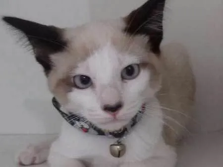 Gato ra a srd idade 2 a 6 meses nome Inácio 