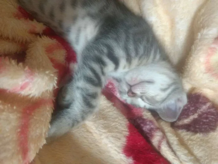 Gato ra a Misto idade Abaixo de 2 meses nome Filhote