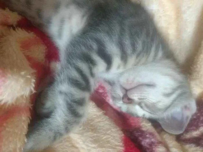 Gato ra a Misto idade Abaixo de 2 meses nome Filhote