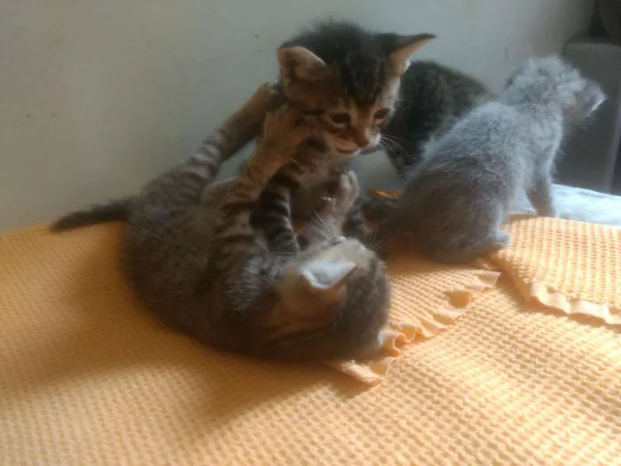 Gato ra a Misto idade Abaixo de 2 meses nome Filhote