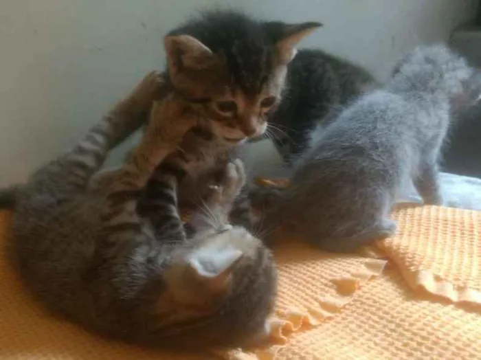 Gato ra a Misto idade Abaixo de 2 meses nome Filhote