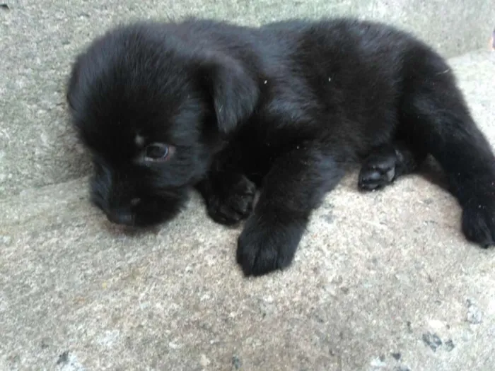 Cachorro ra a Vira latas idade Abaixo de 2 meses nome São filhotes lindos 