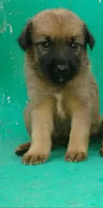 São filhotes lindos 