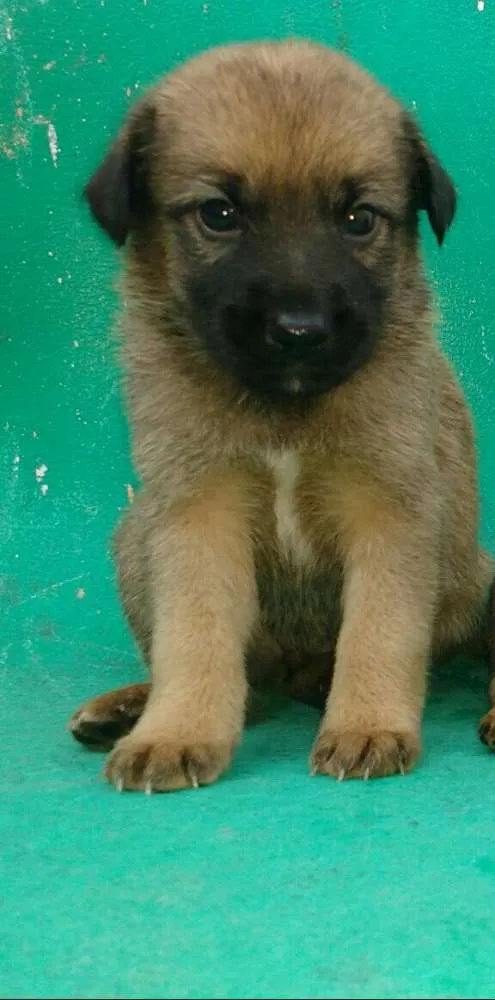 Cachorro ra a Vira latas idade Abaixo de 2 meses nome São filhotes lindos 