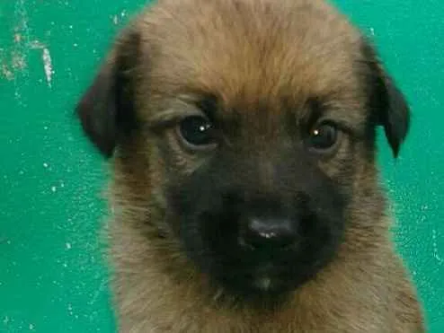 Cachorro ra a Vira latas idade Abaixo de 2 meses nome São filhotes lindos 
