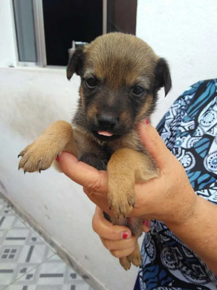 Cachorro ra a Vira latas idade Abaixo de 2 meses nome São filhotes lindos 