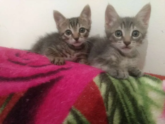 Gato ra a Misturado idade Abaixo de 2 meses nome Filhote