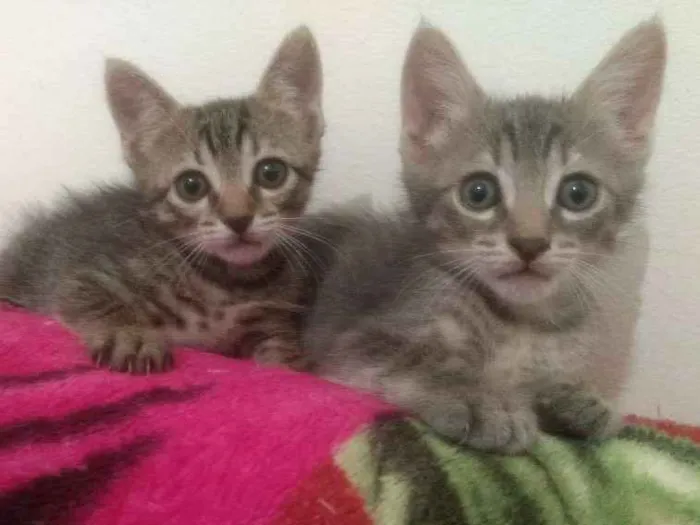Gato ra a Misturado idade Abaixo de 2 meses nome Filhote