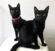 Pretinhos