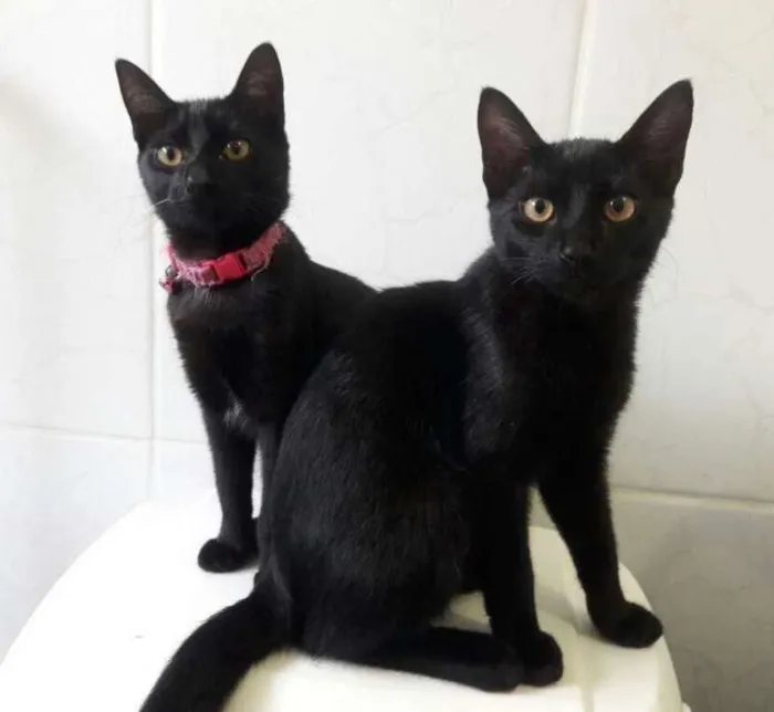 Gato ra a  idade 7 a 11 meses nome Pretinhos