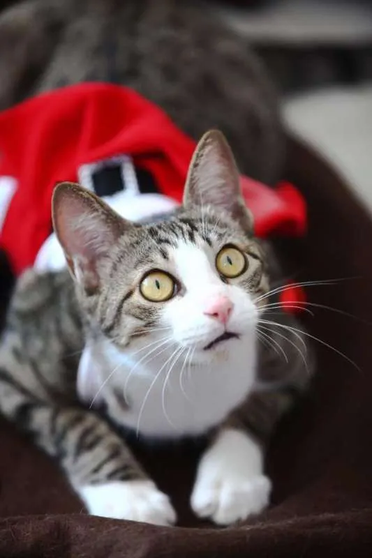 Gato ra a  idade 7 a 11 meses nome Tigradinha