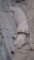 Bibi