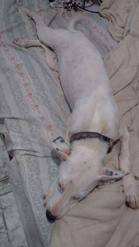 Cachorro ra a srd idade 2 a 6 meses nome Bibi