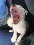 Bibi