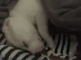 Bibi