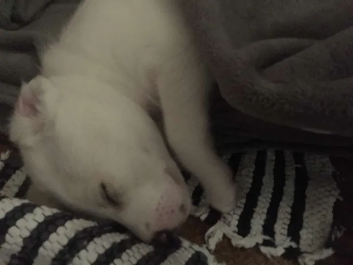 Cachorro ra a srd idade 2 a 6 meses nome Bibi
