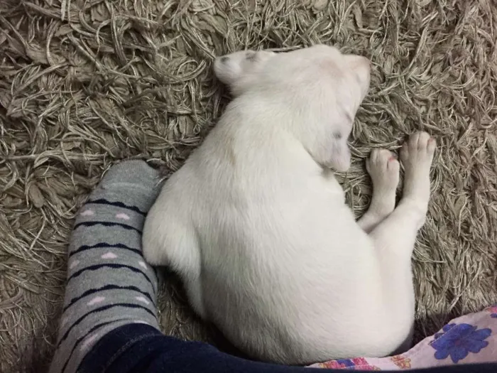 Cachorro ra a srd idade 2 a 6 meses nome Bibi