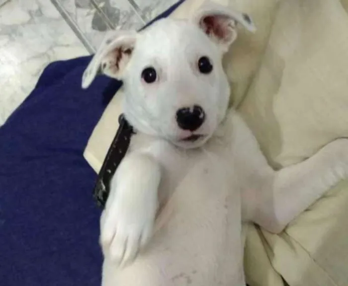 Cachorro ra a srd idade 2 a 6 meses nome Bibi