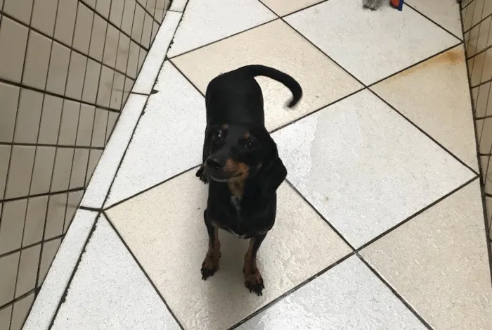 Cachorro ra a  idade 2 anos nome Amora 