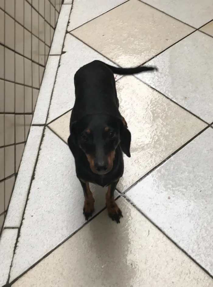 Cachorro ra a  idade 2 anos nome Amora 