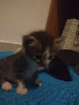 Vários gatinhos 
