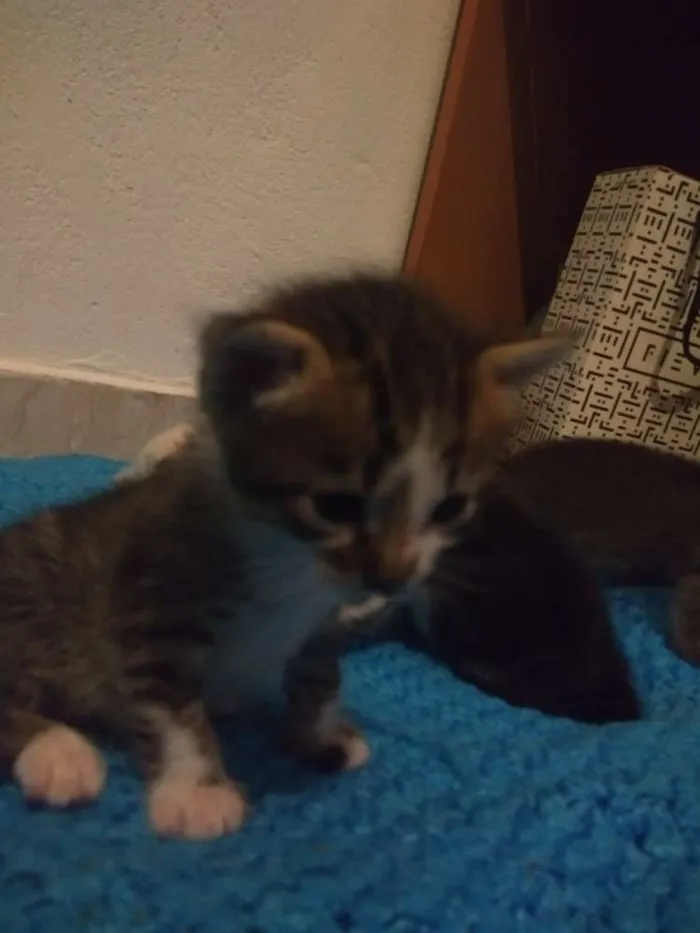 Gato ra a S.R.D idade Abaixo de 2 meses nome Vários gatinhos 