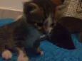 Vários gatinhos 
