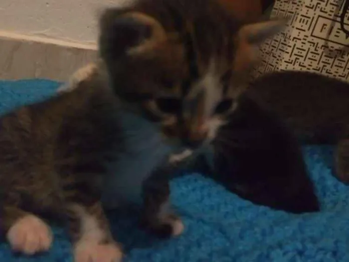 Gato ra a S.R.D idade Abaixo de 2 meses nome Vários gatinhos 