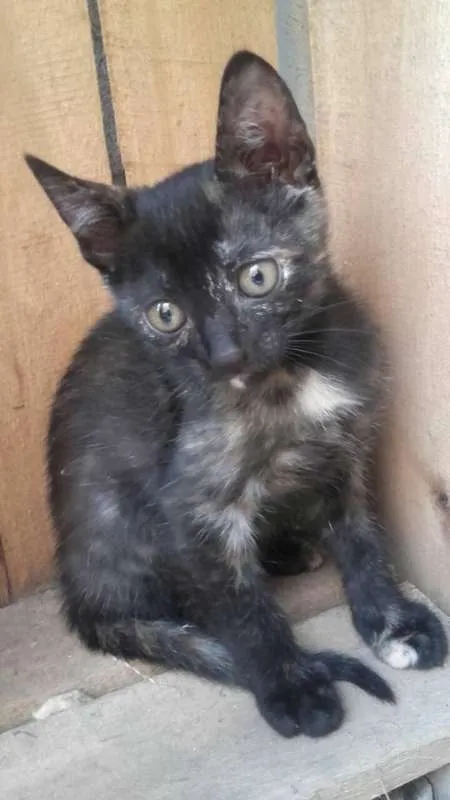 Gato ra a Siamesa idade Abaixo de 2 meses nome KIKI