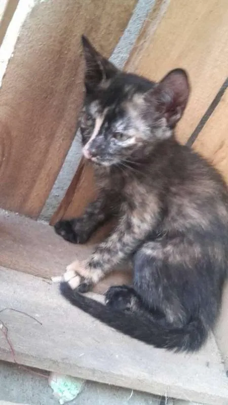 Gato ra a Siamesa idade Abaixo de 2 meses nome GIGI