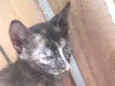 GIGI
