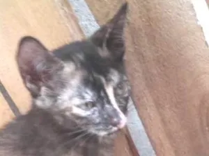 Gato raça Siamesa idade Abaixo de 2 meses nome GIGI
