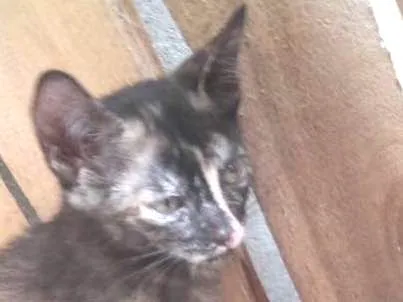 Gato ra a Siamesa idade Abaixo de 2 meses nome GIGI