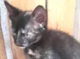 CICI