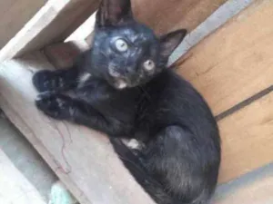 Gato raça Siamesa idade Abaixo de 2 meses nome MIMI