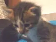 Vários gatinhos 