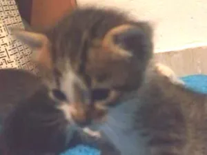 Gato raça S.R.D idade Abaixo de 2 meses nome Vários gatinhos 