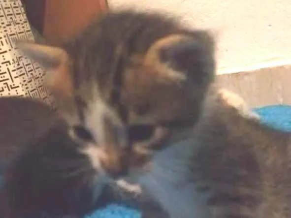 Gato ra a S.R.D idade Abaixo de 2 meses nome Vários gatinhos 
