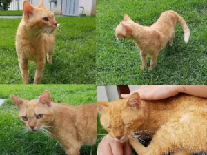 Gato raça SRD idade 4 anos nome Bóris