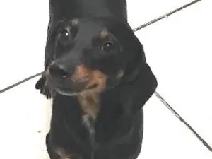 Cachorro raça  idade 2 anos nome Amora 