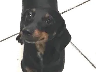 Cachorro ra a  idade 2 anos nome Amora 