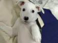 Bibi