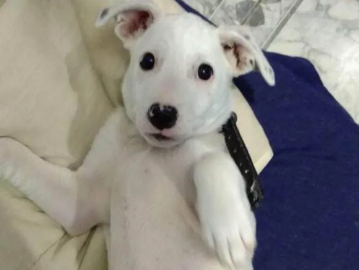 Cachorro ra a srd idade 2 a 6 meses nome Bibi