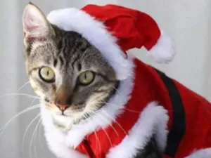Gato raça  idade 7 a 11 meses nome Tigrinho