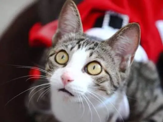 Gato ra a  idade 7 a 11 meses nome Tigradinha