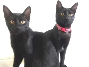 Gato raça  idade 7 a 11 meses nome Pretinhos