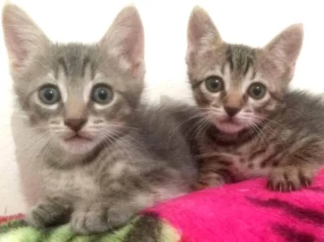Gato ra a Misturado idade Abaixo de 2 meses nome Filhote