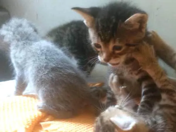 Gato ra a Misto idade Abaixo de 2 meses nome Filhote